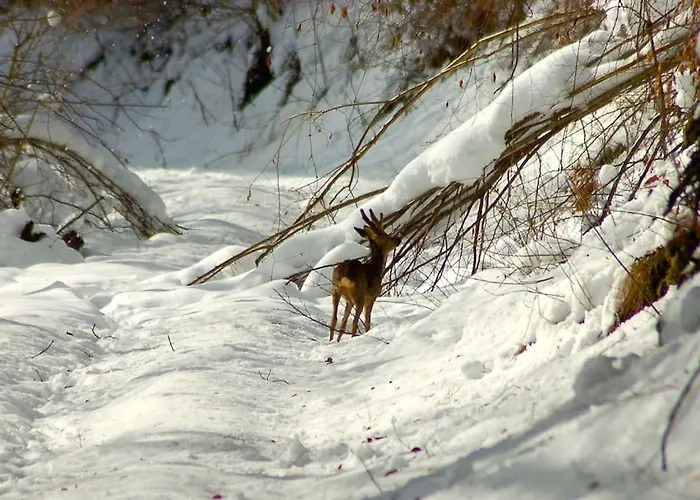 La Grange De Gassiole *
